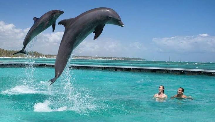 Nage avec un dauphin